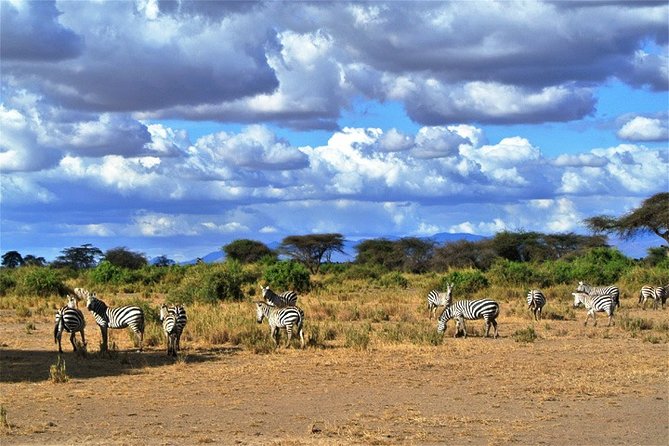 Day Trip - Tsavo East National Park ( Man Eater Lions of Tsavo & Other Big Five) - Seven hours of game drives and patient searching
