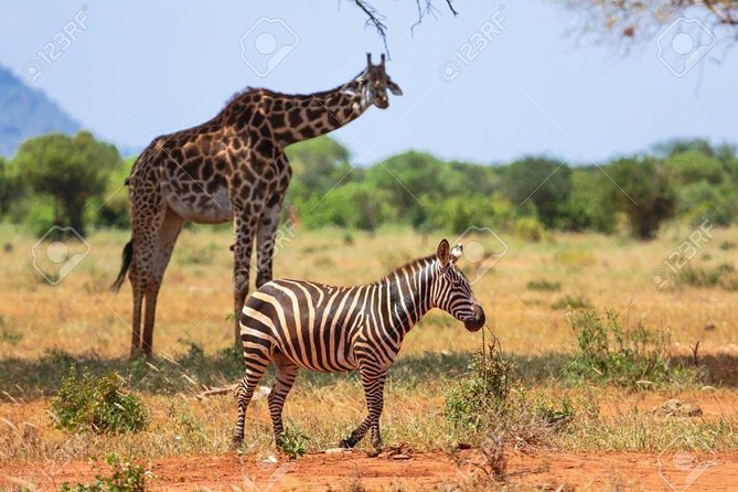 Day Trip - Tsavo East National Park ( Man Eater Lions of Tsavo & Other Big Five) - Afternoon viewing and the return drive