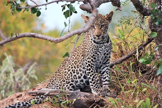 Day Trip - Tsavo East National Park ( Man Eater Lions of Tsavo & Other Big Five) - Small details that can make the day better
