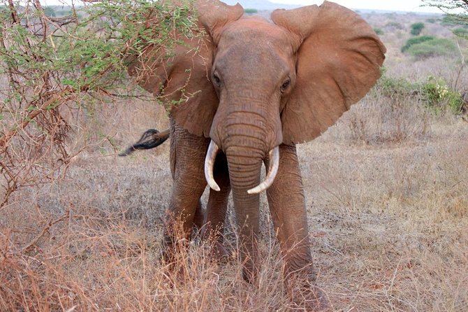 Day Trip - Tsavo East National Park ( Man Eater Lions of Tsavo & Other Big Five) - Who should book this Tsavo safari?