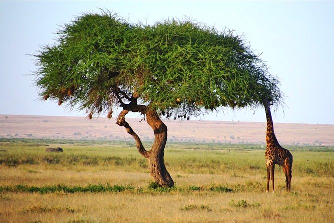 Day Trip - Tsavo East National Park ( Man Eater Lions of Tsavo & Other Big Five) - Lunch is flexible, but not included