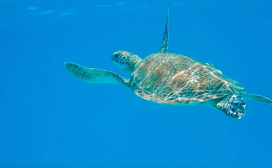 Dhow Adventure to Wasini Island & Kisite Marine Park - The Sandbank Depends on the Tide