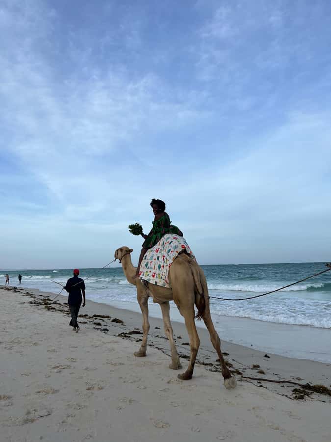DIANI: BEACH CAMEL RIDE - Key points to know before you book