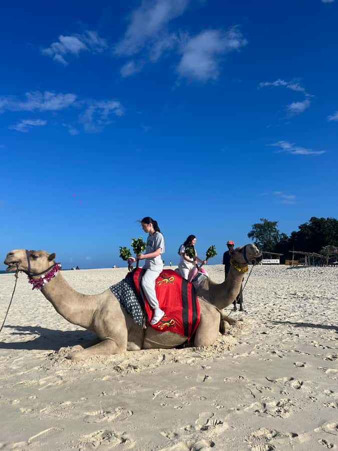 DIANI: BEACH CAMEL RIDE - A camel ride with Diani’s best scenery