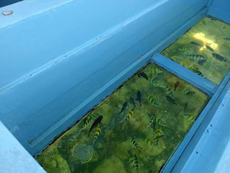 Diani Beach: Glass-Bottom Boat Cruise to Robinson Island - Robinson Island at low tide