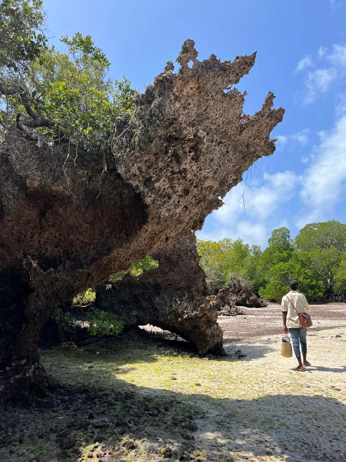 Diani Beach: Private African Pool Map Guided Tour - An hour to swim, sunbathe, or make the cliff jump