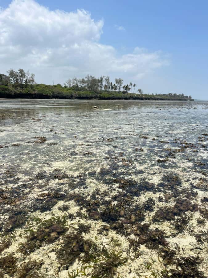 Diani: Full day Guided tour in Tiwi beach & Diani - From Diani hotel to Kongo Beach