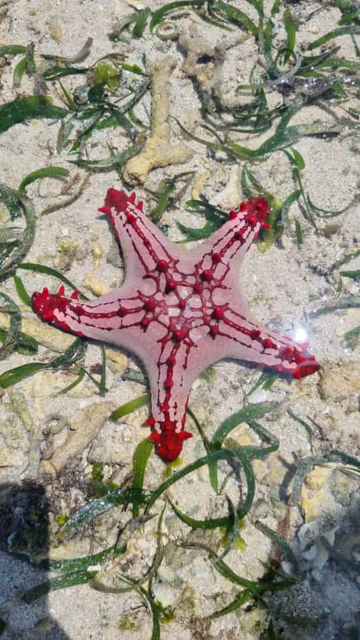 Diani: Snorkeling and Swimming at African Pool in Tiwi Beach - Sudi, Khanifa, and the personal touch