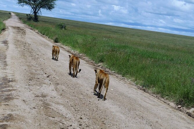Early Morning Half Day Mini Safari To Nairobi National Park - Returning by about 12:30 pm