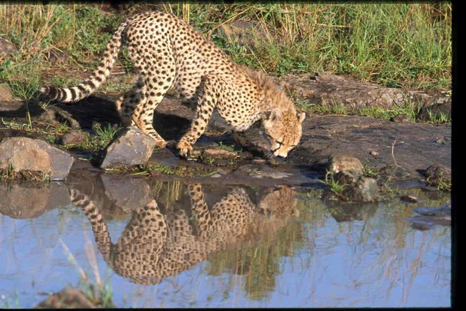 Early Morning Half Day Mini Safari To Nairobi National Park - Is $170 per person good value?