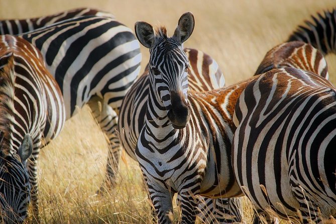 Early Morning Half Day Mini Safari To Nairobi National Park - A private format with a personal feel