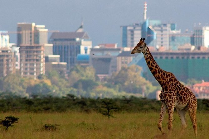 Early Morning Half Day Mini Safari To Nairobi National Park - Watching for lions, rhinos, and birds