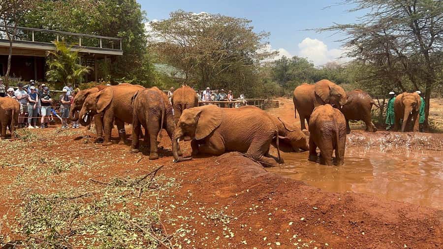 Elephant Orphanage and Giraffe Center Tour with Options - A wildlife-filled day in Nairobi