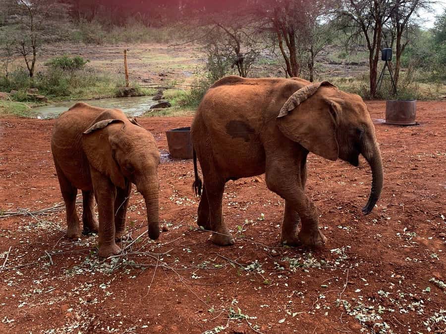 Elephant Orphanage and Giraffe Center Tour with Options - FAQ