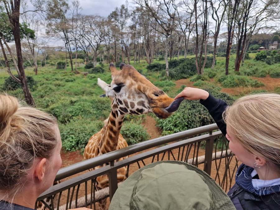 Elephant Orphanage and Giraffe Center Tour with Options - Kazuri Beads and the hands-on craft stop