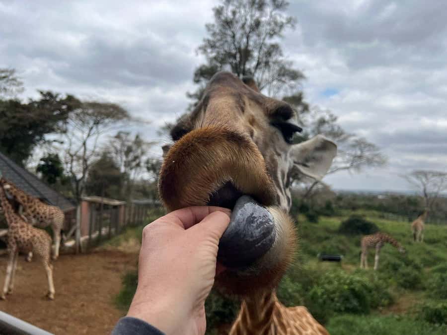 Elephant Orphanage and Giraffe Center Tour with Options - Choosing the right extra: museum, cultural show, or safari