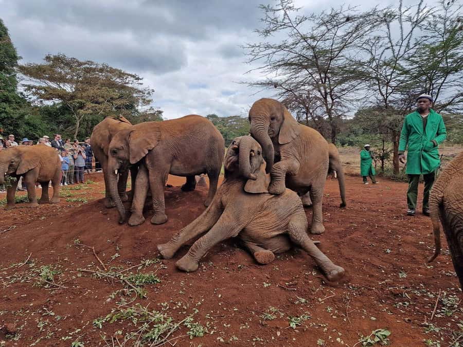 Elephant Orphanage and Giraffe Center Tour with Options - Guides, driving, and the real pace of the day