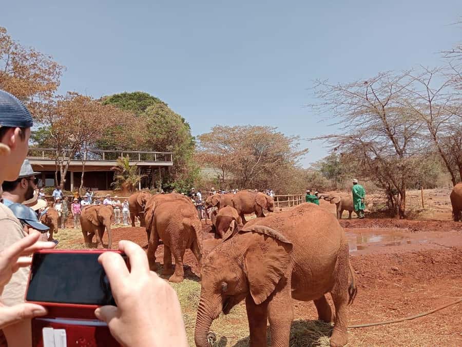Elephant Orphanage,Giraffe Center&Karen Blixxen Day TripTour - Why this Nairobi combination works