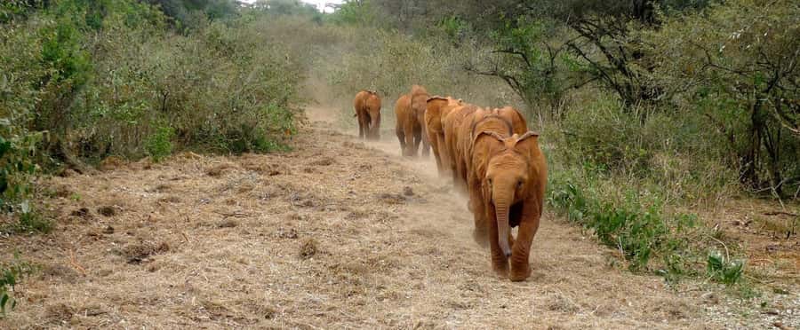 Elephant Orphanage,Giraffe Center&Karen Blixxen Day TripTour - Meeting the rescued elephants at David Sheldrick Wildlife Trust
