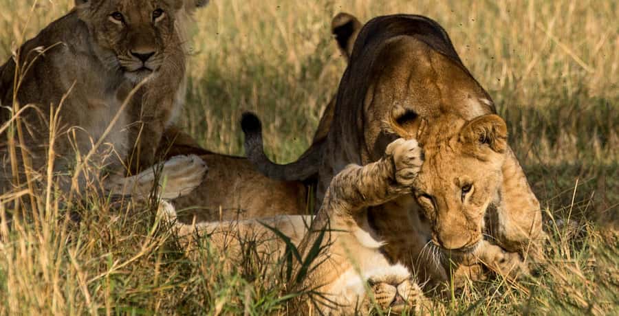 Elephant Orphanage,Giraffe Center&Karen Blixxen Day TripTour - FAQ