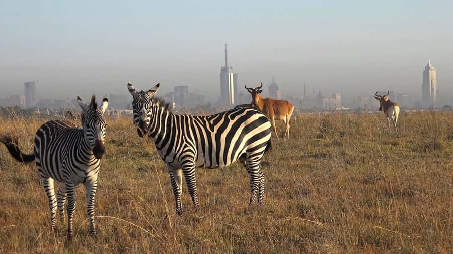 Elephant Orphanage,Giraffe Center&Karen Blixxen Day TripTour - Meeting your guide in central Nairobi