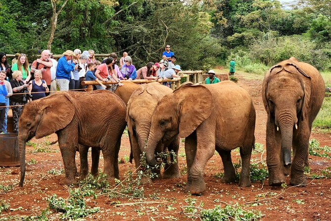 Elephant Orphanage, Giraffe Centre& optional Nairobi NationalPark - Hand-feeding giraffes at Nairobi’s Giraffe Centre