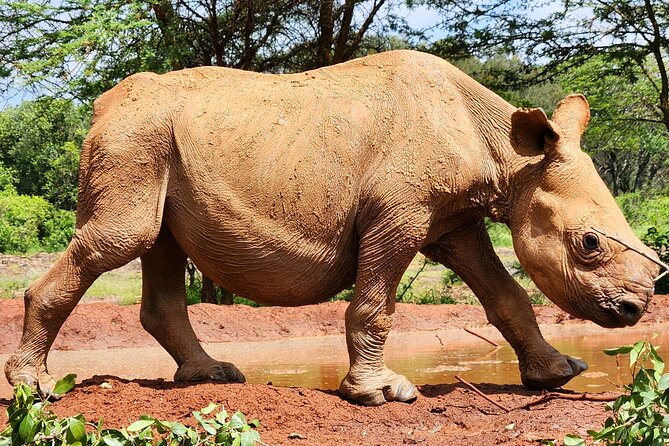 Elephant Orphanage, Giraffe Centre& optional Nairobi NationalPark - Adding Nairobi National Park for a city and safari combination
