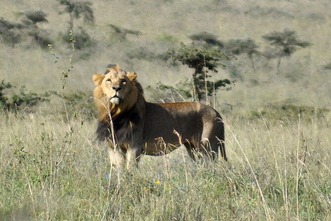 Elephant Orphanage, Giraffe Centre& optional Nairobi NationalPark - Who will enjoy this Nairobi day most?