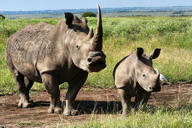 Elephant Orphanage, Giraffe Centre& optional Nairobi NationalPark - Orphaned elephants at Sheldrick Wildlife Trust