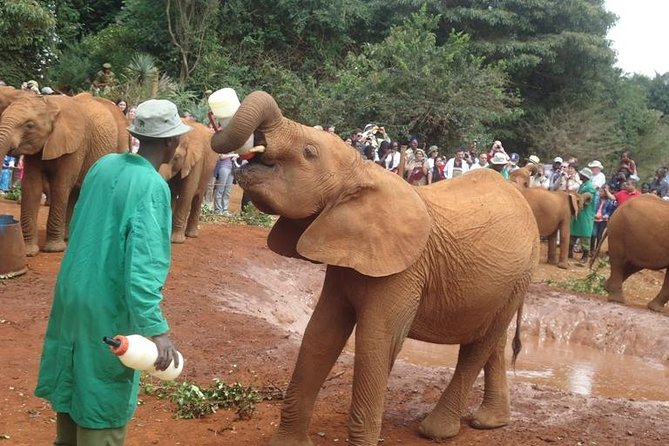 Elephant Orphanage & Giraffe Centre Tour - Why this makes a strong Nairobi morning