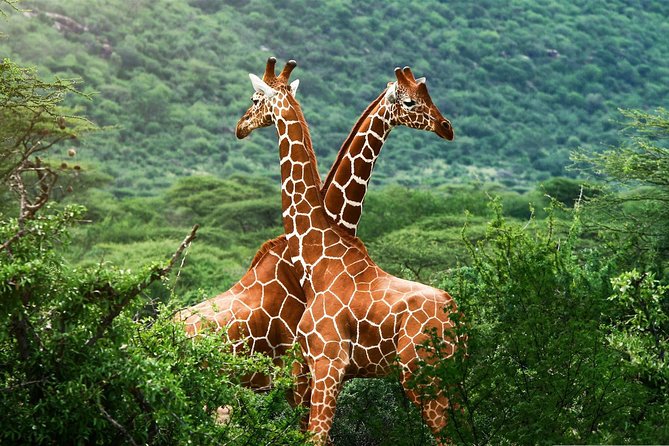 Elephant Orphanage & Giraffe Centre Tour - What the Kobe Tough bead factory adds