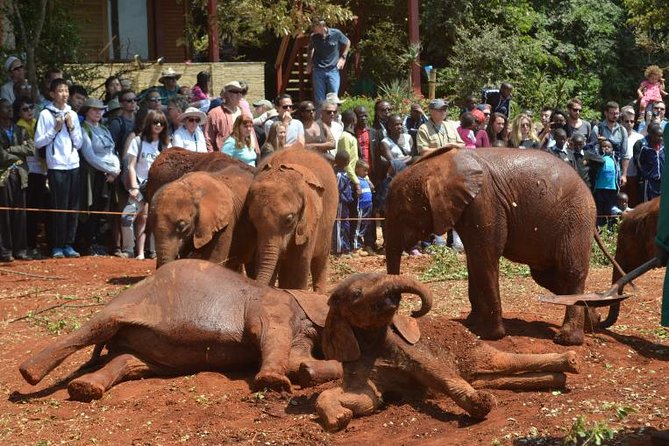 Elephant Orphanage & Giraffe Centre Tour - Who should book this tour?