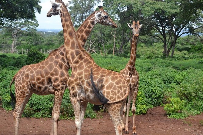 Elephant Orphanage & Giraffe Centre Tour - The 11am bottle feeding at Sheldrick Wildlife Trust