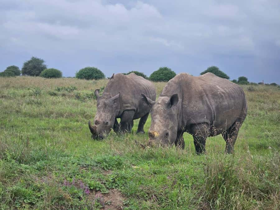 Elephant Orphanage, Giraffee Center, Karen Blixxen Meseum - Key Points