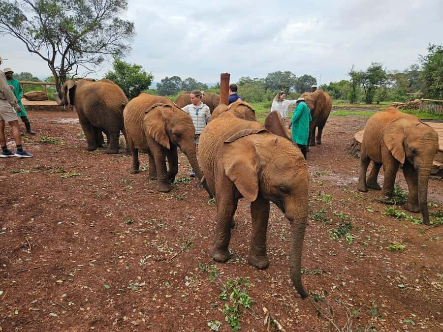 Elephant Orphanage, Giraffee Center, Karen Blixxen Meseum - Three Nairobi Icons in Five Hours