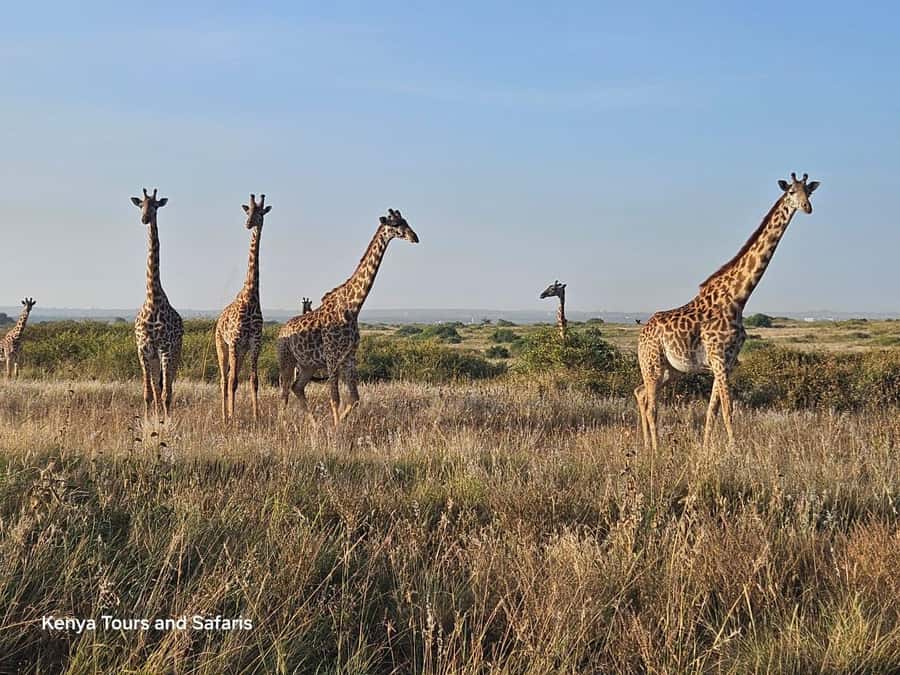 Elephant Orphanage, Giraffee Center, Karen Blixxen Meseum - Milk Bottles and Rescue Stories at Sheldrick