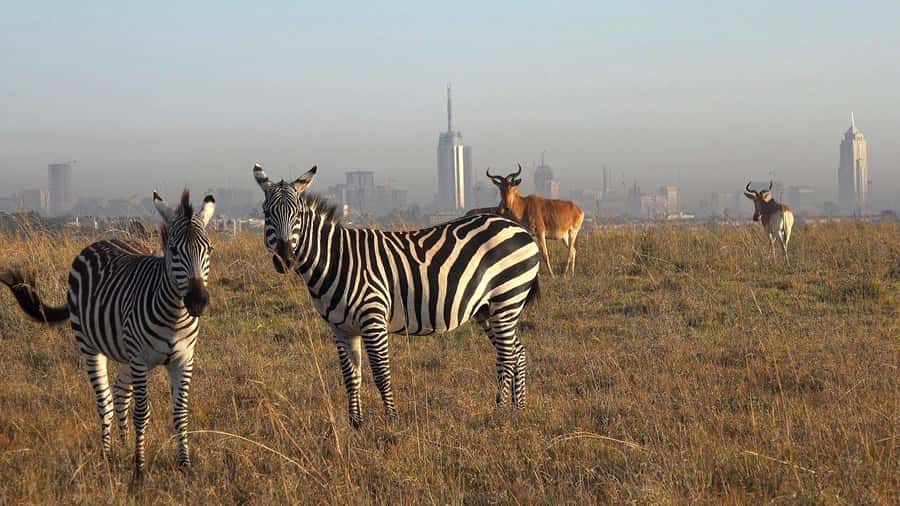 Elephant Orphanage, Giraffee Center, Karen Blixxen Meseum - What the $34 Price Really Means