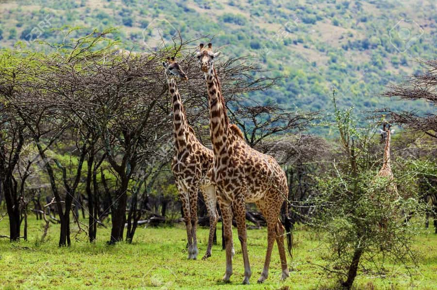 Elephant Orphanage, Giraffee Center, Karen Blixxen Meseum - Transport, Timing, and Guide Quality