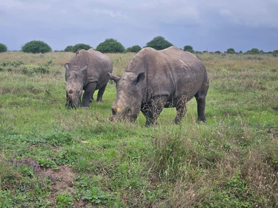 Elephant Orphanage, Giraffee Center, Karen Blixxen Meseum - Who Will Get the Most from This Tour