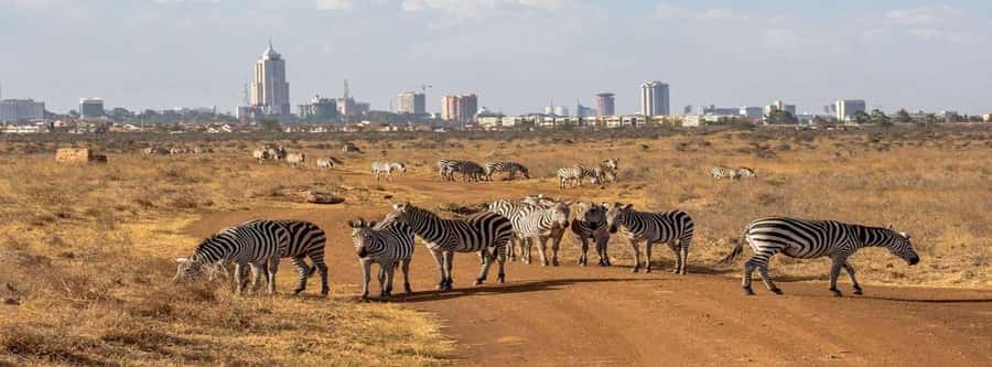 Elephant Orphanage, Giraffee Center, Karen Blixxen Meseum - Practical Advice Before You Book