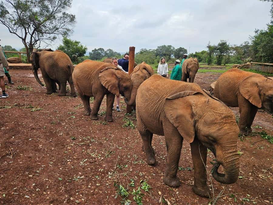 Elephant Orphanage, Giraffee Center, Karen Blixxen Meseum - Feeding Rothschild Giraffes at the Giraffe Centre