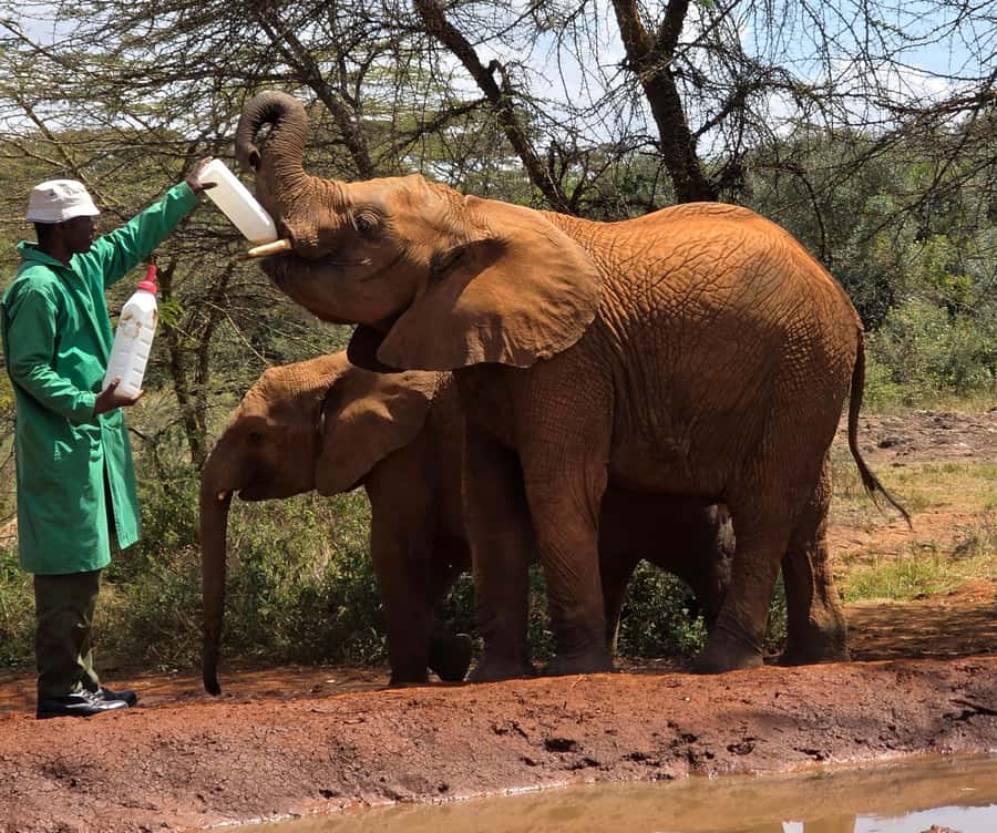 Elephant Orphanage Trust, Giraffes & Bomas of Kenya Day Tour - Key points to know before booking