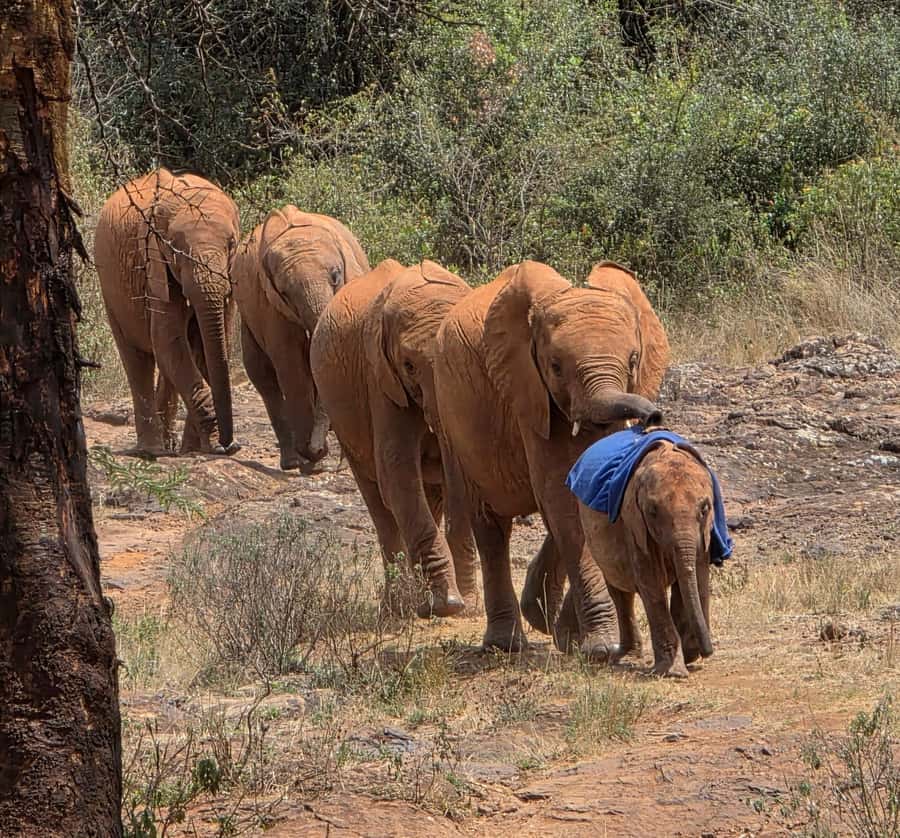 Elephant Orphanage Trust, Giraffes & Bomas of Kenya Day Tour - Who should book this Nairobi day tour?