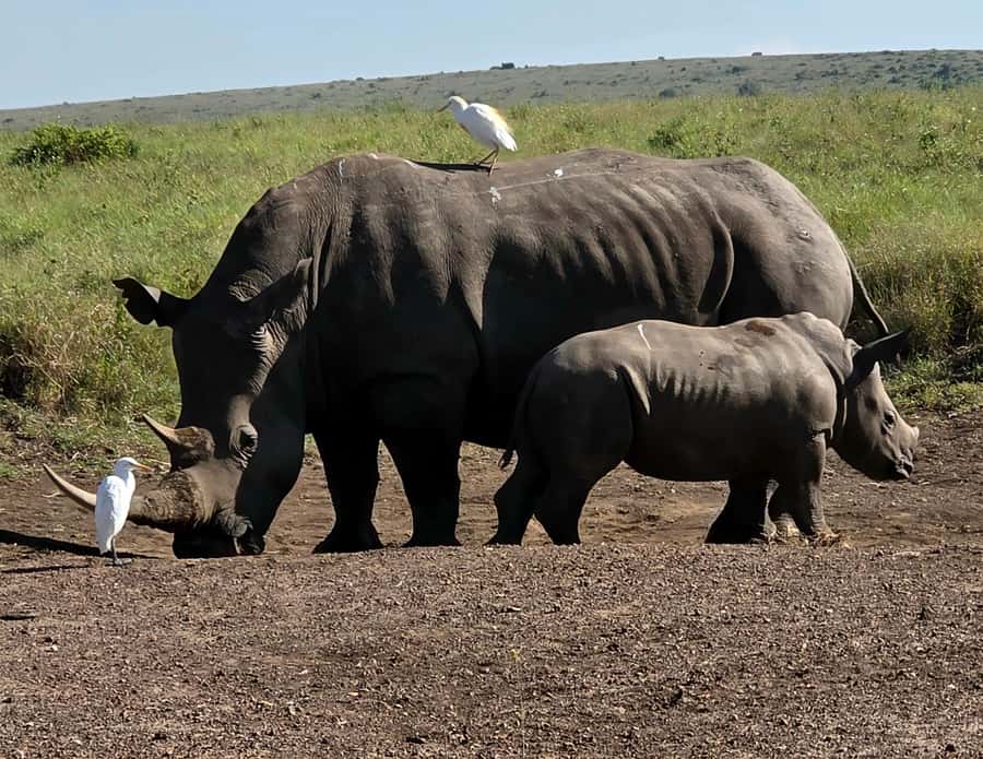 Elephant Orphanage Trust, Giraffes & Bomas of Kenya Day Tour - Kobe Beads and the value of the optional stop