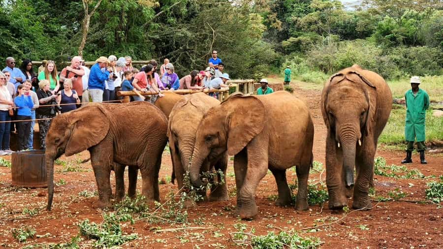 Elephant Orphanage Trust, Giraffes & Bomas of Kenya Day Tour - Timing, comfort, and practical details
