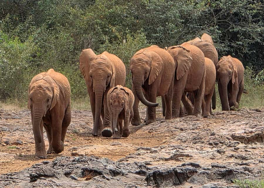 Elephant Orphanage Trust, Giraffes & Bomas of Kenya Day Tour - Feeding Rothschild’s giraffes at the raised platform