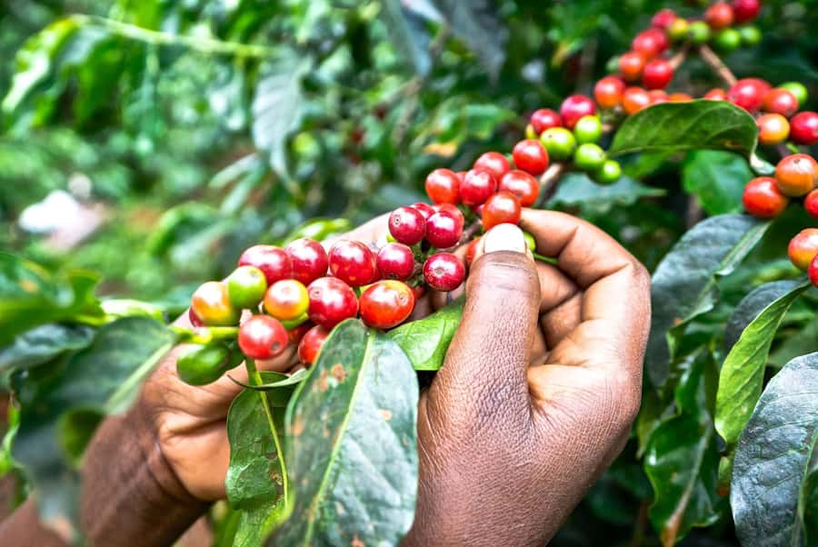 Fairview Coffee Estate Tour From Nairobi - Why Fairview is worth the trip from Nairobi