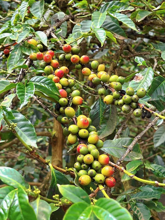 Fairview Coffee Estate Tour From Nairobi - Arriving at Fairview Coffee Estate