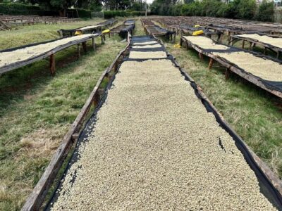 Fairview Coffee Estate Tour From Nairobi