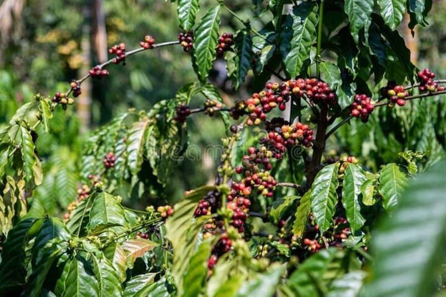 Fairview Coffee Estate Tour From Nairobi - Inside the factory, where coffee changes form
